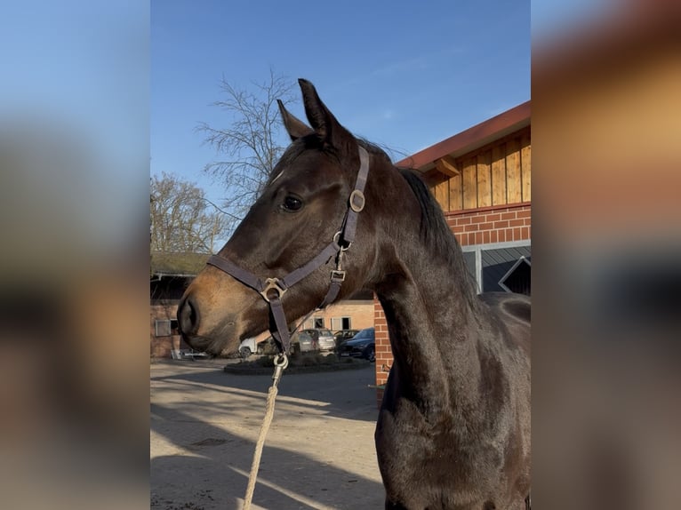 Oldenburger Merrie 3 Jaar 166 cm Donkerbruin in Barver