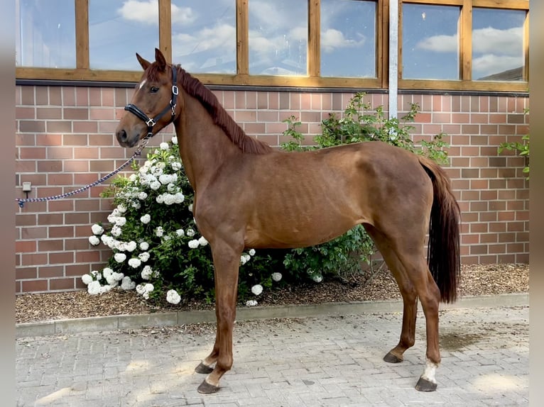 Oldenburger Merrie 3 Jaar 166 cm Donkere-vos in Drantum