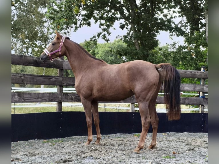 Oldenburger Merrie 3 Jaar 166 cm Donkere-vos in Wingst