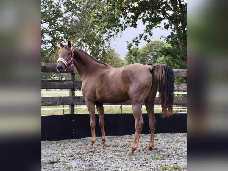 Oldenburger Merrie 3 Jaar 166 cm Donkere-vos in Wingst