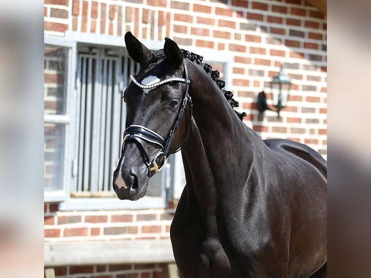 Oldenburger Merrie 3 Jaar 166 cm Zwart in Bramsche