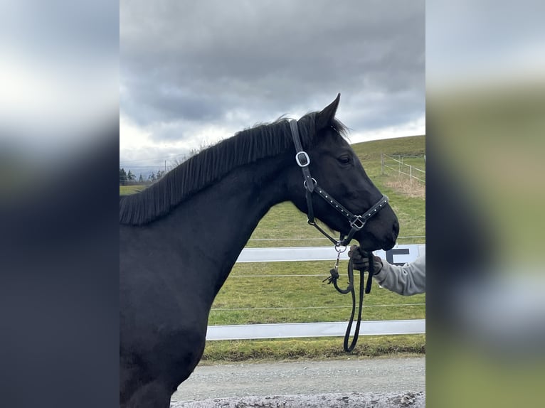 Oldenburger Merrie 3 Jaar 166 cm Zwart in Zwillikon