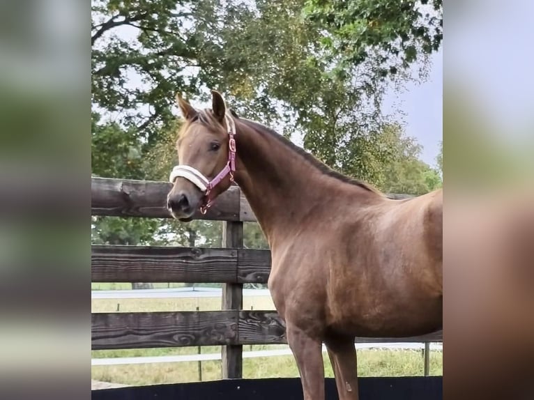 Oldenburger Merrie 3 Jaar 167 cm Donkere-vos in Wingst