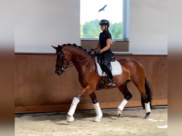 Oldenburger Merrie 3 Jaar 167 cm Roodbruin in Puszcza Maria&#x144;ska