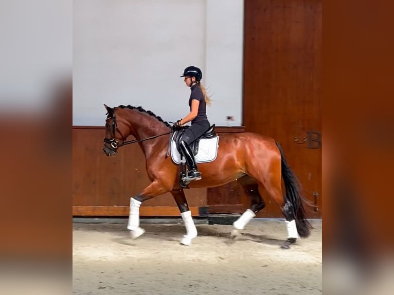 Oldenburger Merrie 3 Jaar 167 cm Roodbruin in Puszcza Maria&#x144;ska