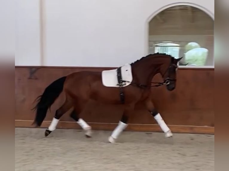 Oldenburger Merrie 3 Jaar 167 cm Roodbruin in Puszcza Maria&#x144;ska