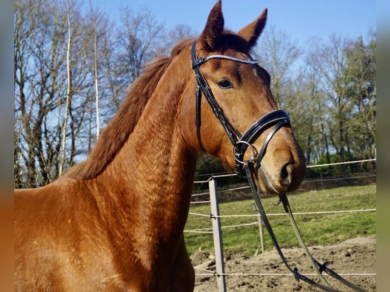 Oldenburger Merrie 3 Jaar 167 cm Vos in Westerstede