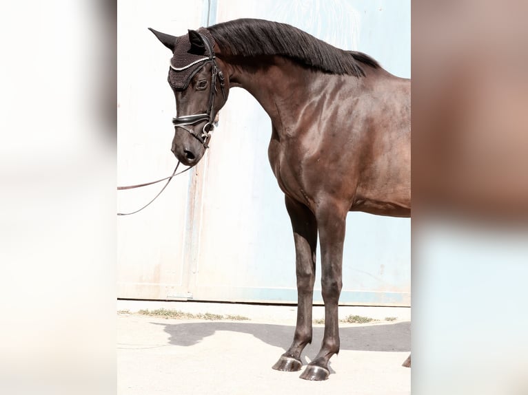Oldenburger Merrie 3 Jaar 167 cm Zwart in Wolfsbach