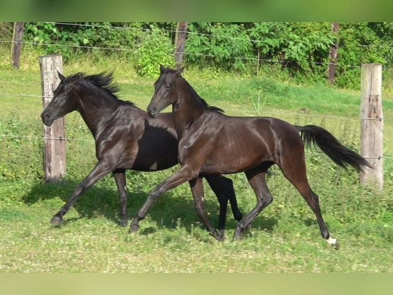 Oldenburger Merrie 3 Jaar 167 cm Zwart in Straskov
