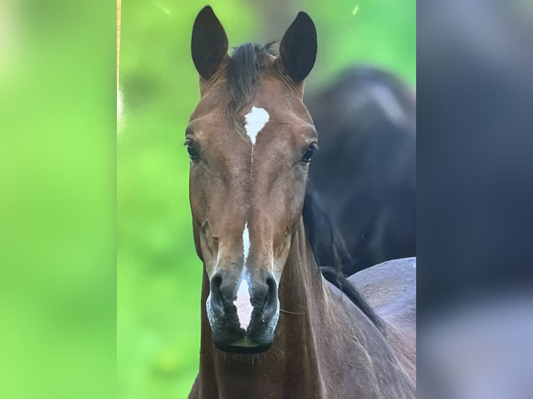 Oldenburger Merrie 3 Jaar 168 cm Bruin in Blunk