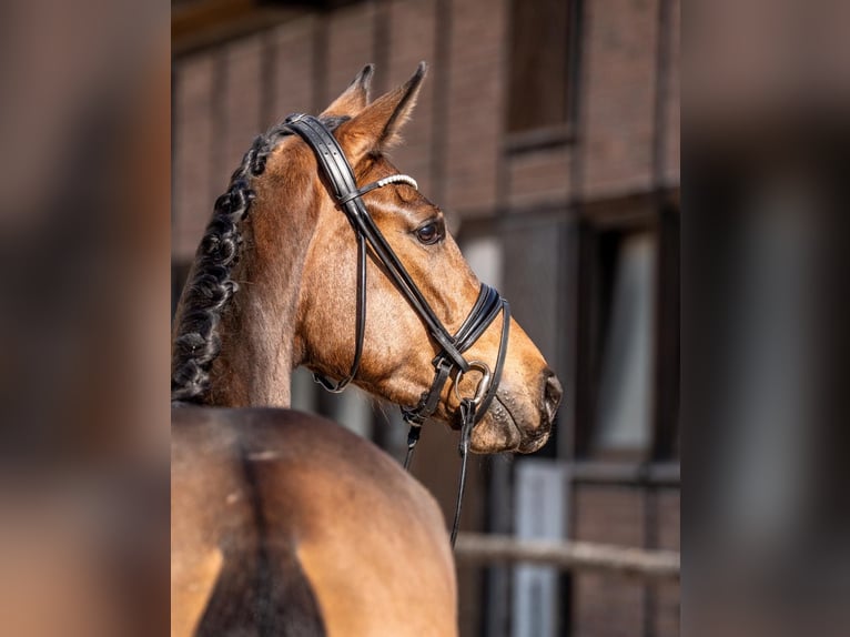 Oldenburger Merrie 3 Jaar 168 cm Bruin in Heidesheim am Rhein