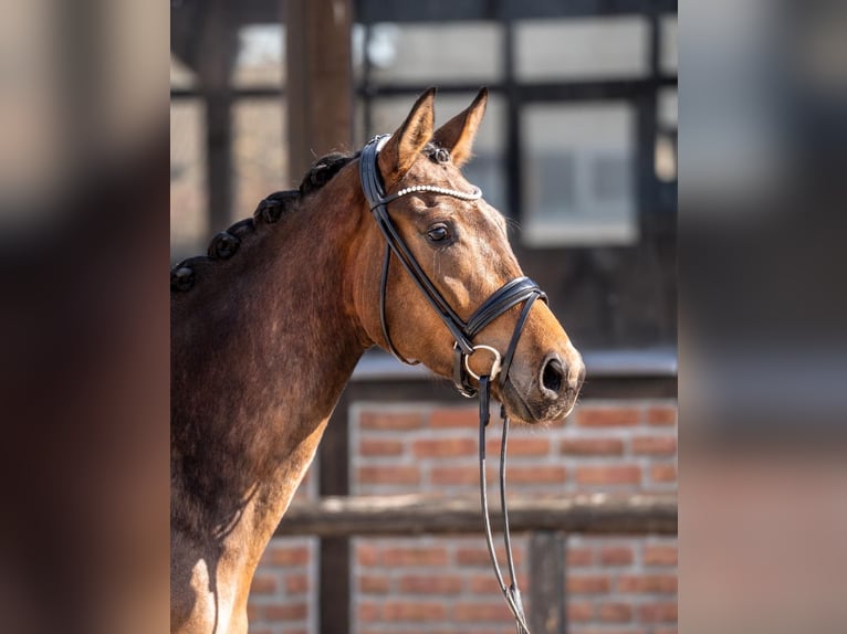 Oldenburger Merrie 3 Jaar 168 cm Bruin in Heidesheim am Rhein