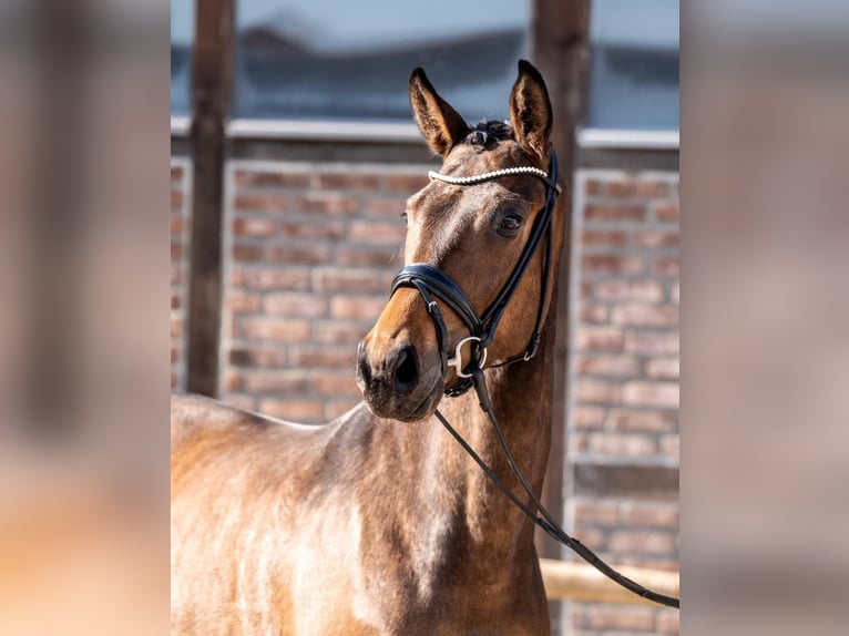 Oldenburger Merrie 3 Jaar 168 cm Bruin in Heidesheim am Rhein