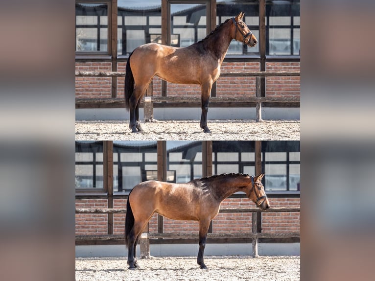 Oldenburger Merrie 3 Jaar 168 cm Bruin in Heidesheim am Rhein