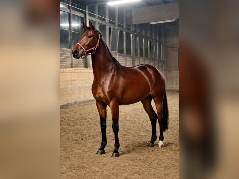Oldenburger Merrie 3 Jaar 168 cm Bruin in Mainz