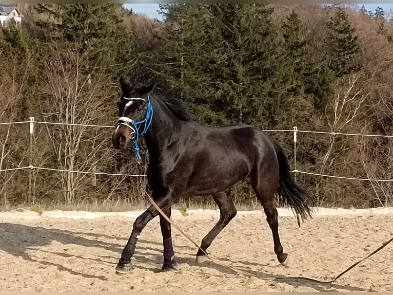 Oldenburger Merrie 3 Jaar 168 cm Donkerbruin in Amstetten