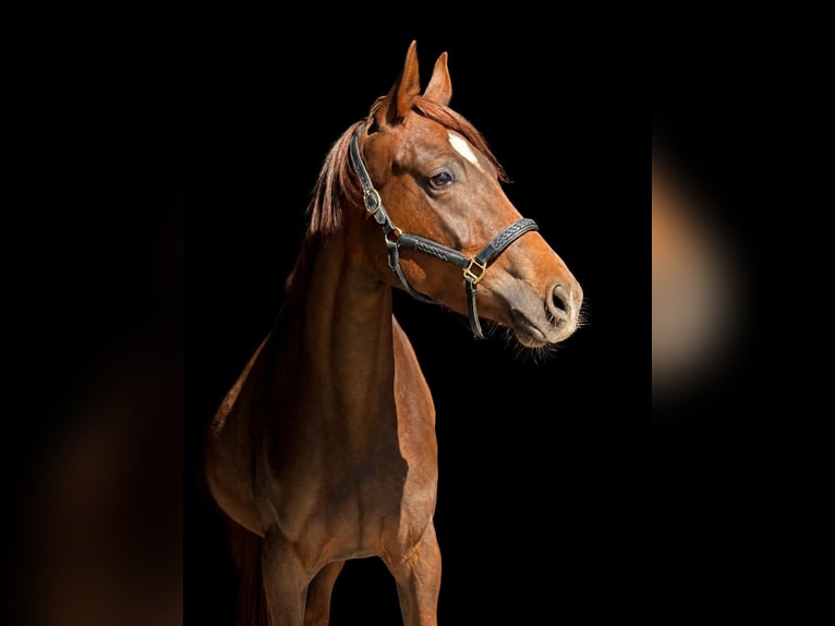 Oldenburger Merrie 3 Jaar 168 cm Donkere-vos in Nahe