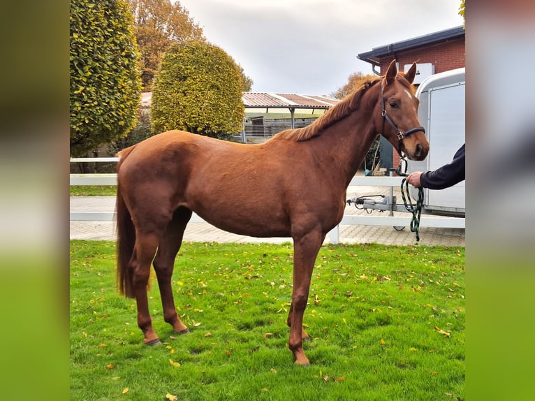 Oldenburger Merrie 3 Jaar 168 cm in Westerstede