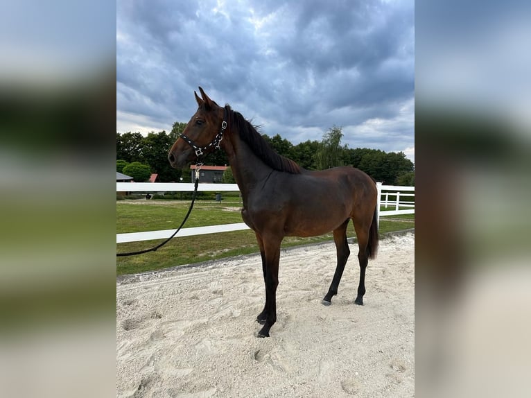 Oldenburger Merrie 3 Jaar 168 cm Roodbruin in Niezabyszewo