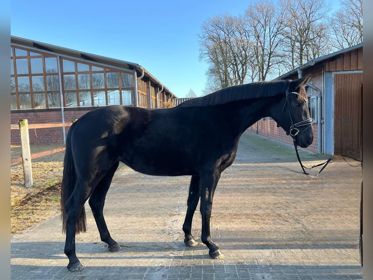 Oldenburger Merrie 3 Jaar 168 cm Zwart in Drantum