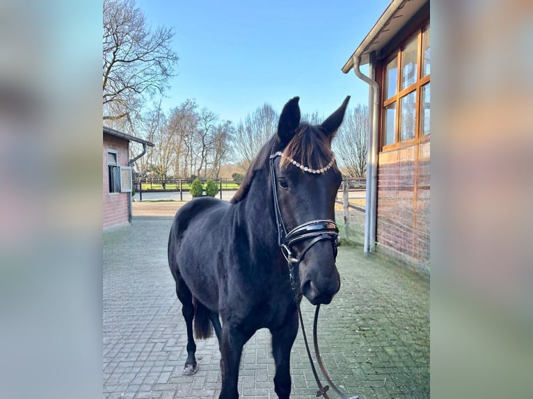 Oldenburger Merrie 3 Jaar 168 cm Zwart in Drantum