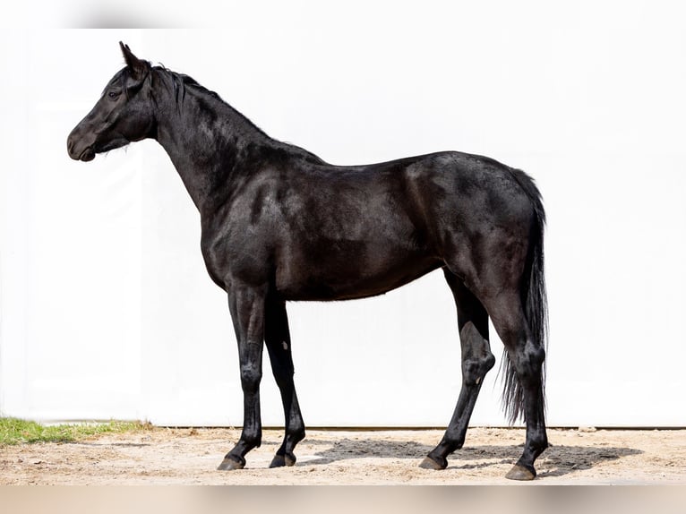 Oldenburger Merrie 3 Jaar 168 cm Zwart in Siedliska