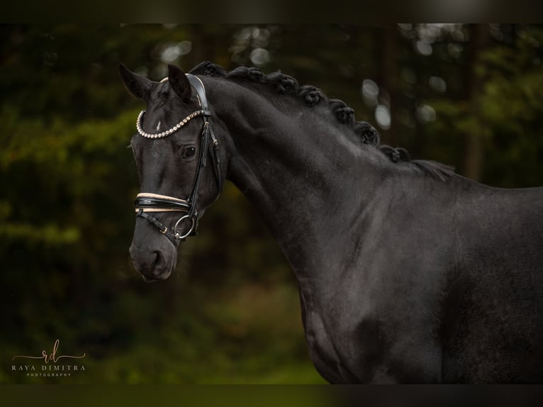 Oldenburger Merrie 3 Jaar 168 cm Zwart in Wehringen