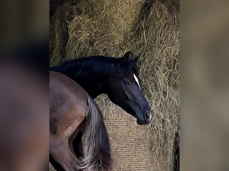 Oldenburger Merrie 3 Jaar 168 cm Zwart in Vechta