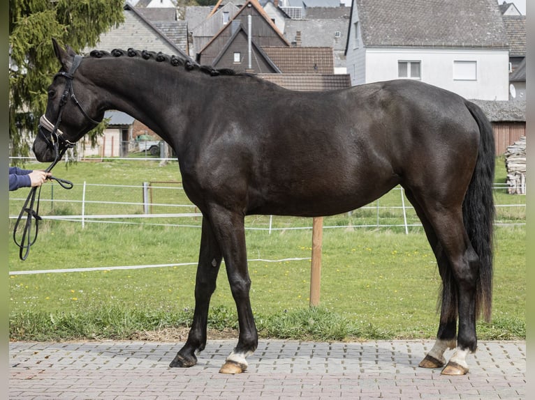 Oldenburger Merrie 3 Jaar 168 cm Zwart in Hohenahr