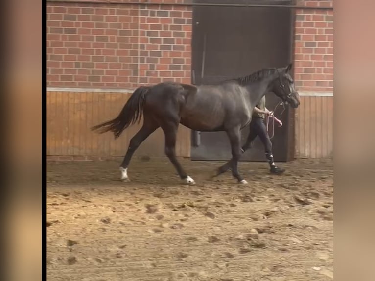 Oldenburger Merrie 3 Jaar 169 cm Bruin in Molbergen