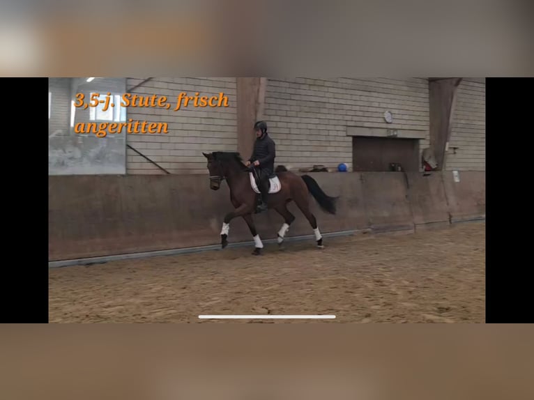 Oldenburger Merrie 3 Jaar 169 cm Bruin in K&#xFC;rten