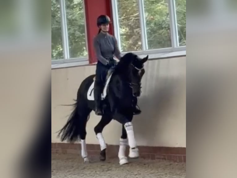 Oldenburger Merrie 3 Jaar 169 cm Donkerbruin in Scheeßel
