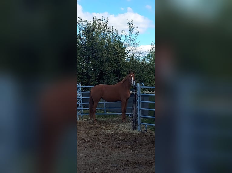 Oldenburger Merrie 3 Jaar 169 cm Vos in Sauensiek