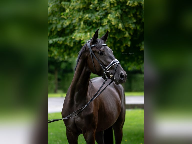 Oldenburger Merrie 3 Jaar 169 cm Zwart in Rosendahl