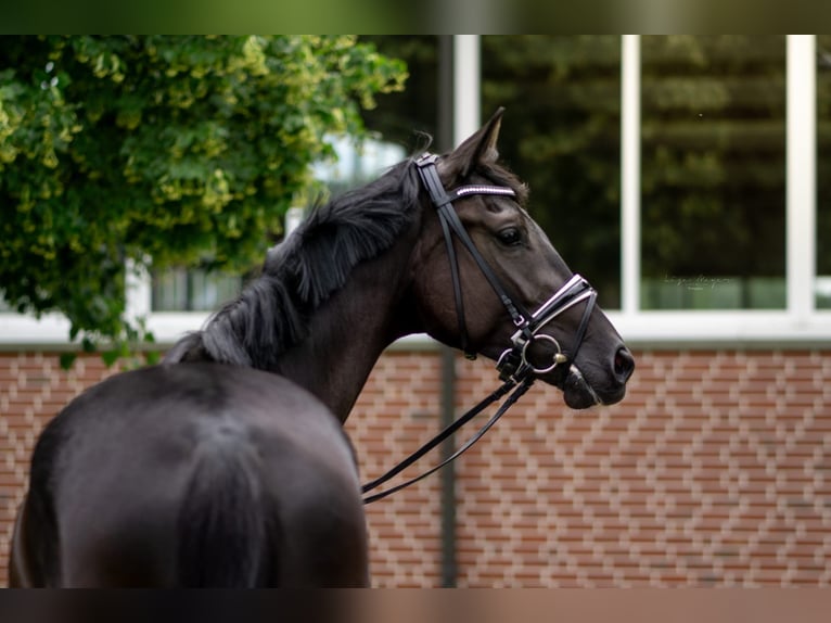 Oldenburger Merrie 3 Jaar 169 cm Zwart in Rosendahl