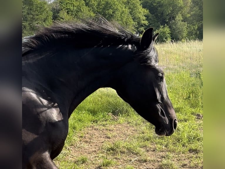 Oldenburger Merrie 3 Jaar 169 cm Zwart in Vechta