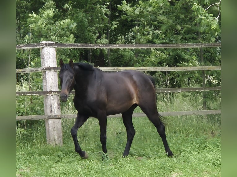 Oldenburger Merrie 3 Jaar 169 cm Zwartbruin in Ehrenburg