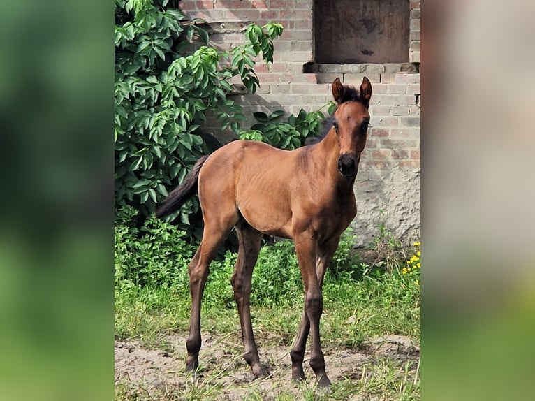 Oldenburger Merrie 3 Jaar 169 cm Zwartbruin in Ehrenburg