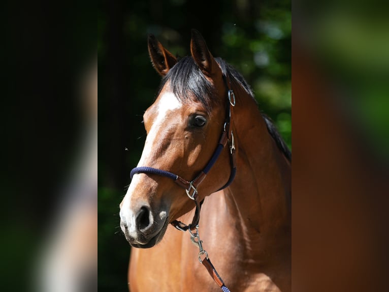 Oldenburger Merrie 3 Jaar 170 cm Bruin in Radeburg