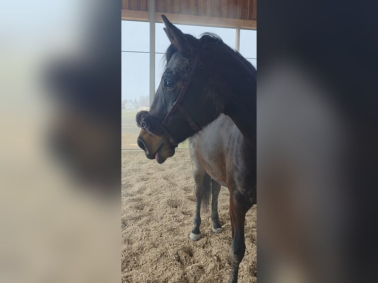 Oldenburger Merrie 3 Jaar 170 cm Bruin in Neubrunn