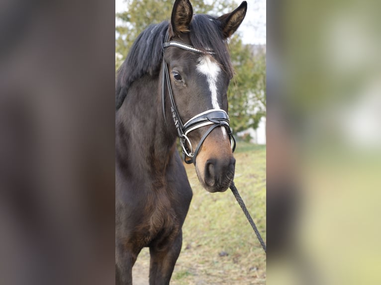 Oldenburger Merrie 3 Jaar 170 cm Donkerbruin in Ph&#xF6;ben