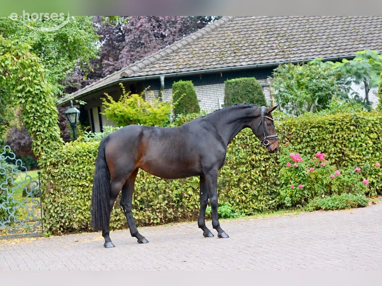 Oldenburger Merrie 3 Jaar 170 cm Donkerbruin in Vechta