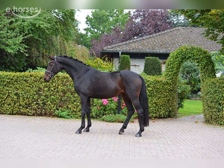 Oldenburger Merrie 3 Jaar 170 cm Donkerbruin in Vechta
