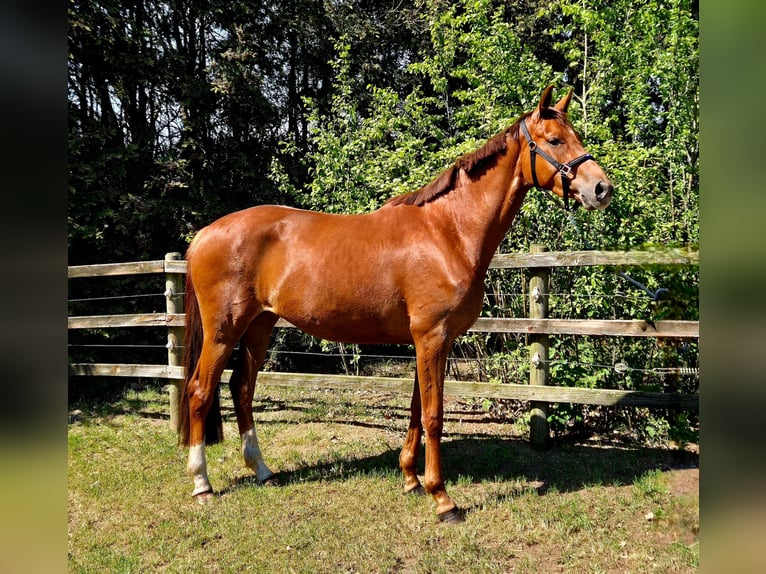 Oldenburger Merrie 3 Jaar 170 cm Donkere-vos in Apen