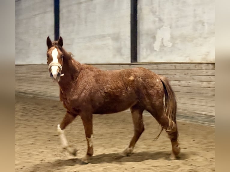 Oldenburger Merrie 3 Jaar 170 cm Donkere-vos in Mainz