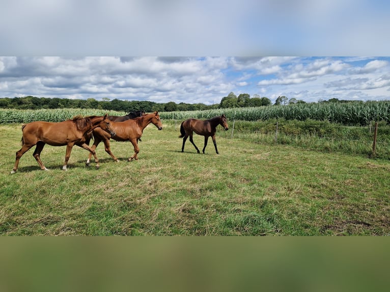 Oldenburger Merrie 3 Jaar 170 cm in Brockum