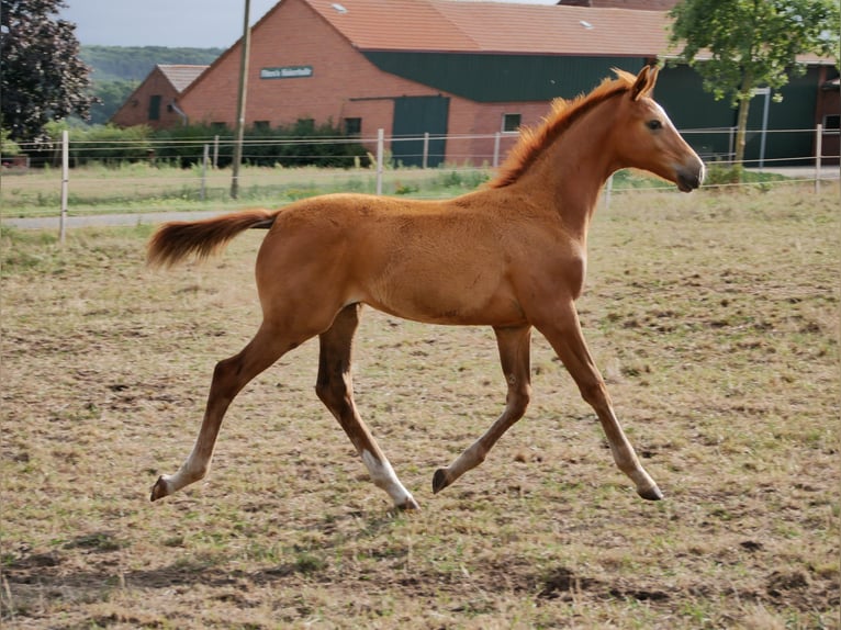 Oldenburger Merrie 3 Jaar 170 cm in Brockum