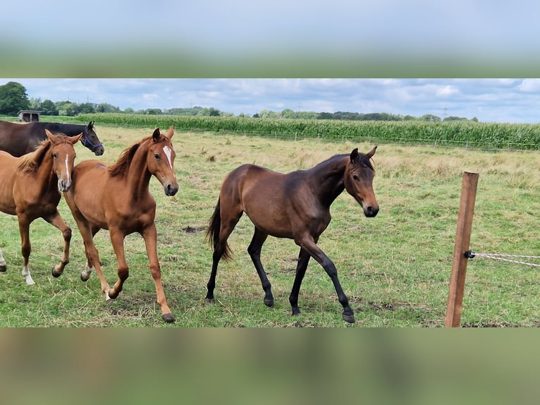 Oldenburger Merrie 3 Jaar 170 cm in Brockum