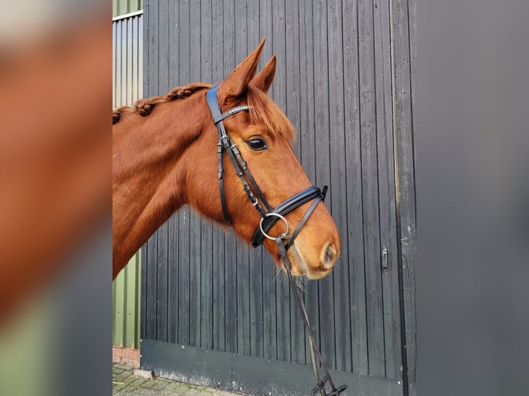 Oldenburger Merrie 3 Jaar 170 cm Vos in Rastede