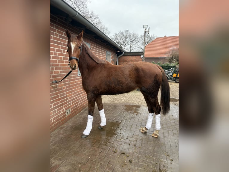 Oldenburger Merrie 3 Jaar 170 cm Vos in Brockum
